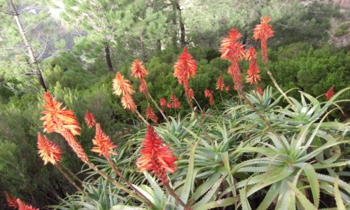 Zdjęcie PORTUGALIA / brak / Madeira - Funchal / Piękne aloesy na gorze Eira Do Serrado