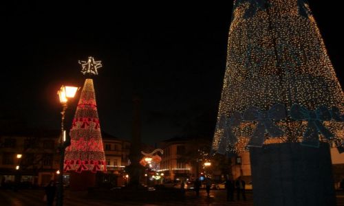 Zdjęcie PORTUGALIA / brak / Madeira - Funchal / Choinki
