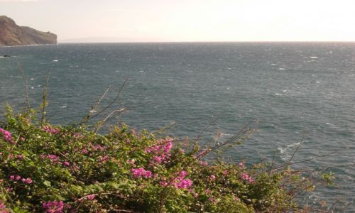 Zdjęcie PORTUGALIA / brak / Madeira - Funchal / Kwiaty i woda