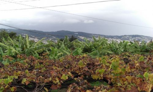 Zdjecie PORTUGALIA / brak / Madeira - Funchal / Winogron i bananowce