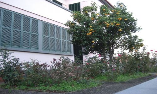 Zdjecie PORTUGALIA / brak / Madeira  - Funchal / He he mandarynki...