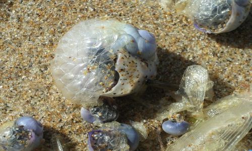 Zdjecie PORTUGALIA / Algarve / Poudnie Portugalii / Wyrzucone na brzeg
