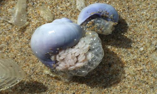 Zdjecie PORTUGALIA / Algarve / Poudnie Portugalii / Wyrzucone na brzeg