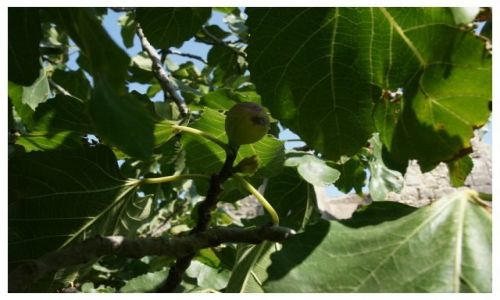 Zdjęcie PORTUGALIA / Algarve / Tavira / Drzewo figowe