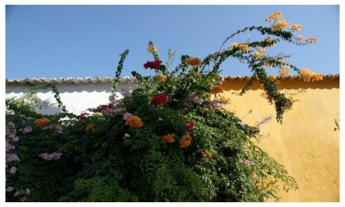 Zdjęcie PORTUGALIA / Algarve / zabudowa wiejska / Gra kolorów