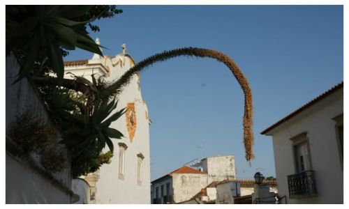 Zdjecie PORTUGALIA / Algarve / Tavira / Zwis rolinny