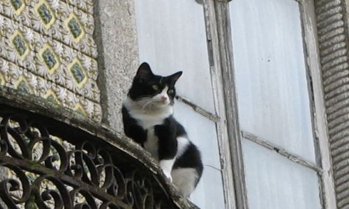 Zdjecie PORTUGALIA / Lizbona / Alfama / Obserwator
