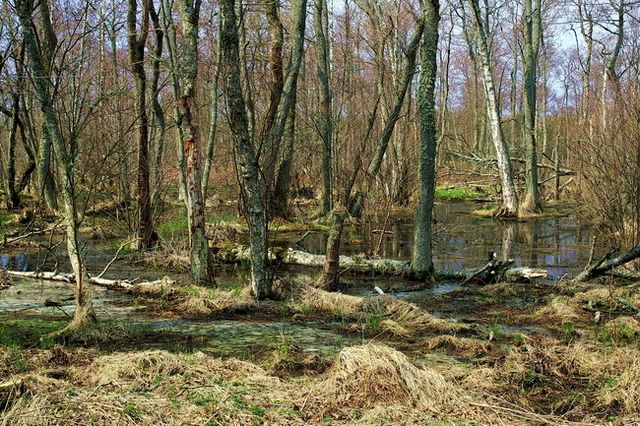 Zdjęcia: Morskoje, Obwód Kaliningradzki, Mokradła 3, ROSJA Zdjęcia: Morskoje, Obwód Kaliningradzki, Mokradła 3, ROSJA