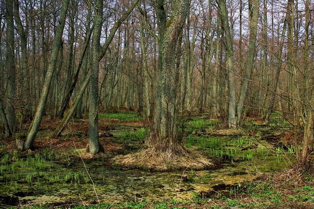 Zdjęcia: Morskoje, Obwód Kaliningradzki, Mokradła 4, ROSJA Zdjęcia: Morskoje, Obwód Kaliningradzki, Mokradła 4, ROSJA