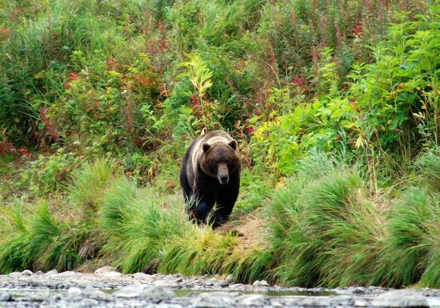Zdjęcia: Nad rzeką Opalą, Kamczatka, Grizzly goniący łososie, albo mnie;), ROSJA Zdjęcia: Nad rzeką Opalą, Kamczatka, Grizzly goniący łososie, albo mnie;), ROSJA