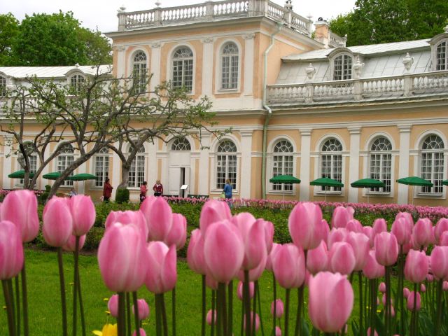 Zdjęcia: Peterhof, Petersburg, Za parawanem z tulipanów, ROSJA Zdjęcia: Peterhof, Petersburg, Za parawanem z tulipanów, ROSJA