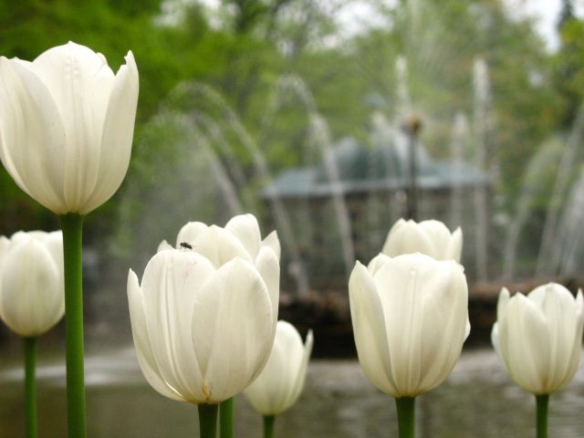 Zdjęcia: Moskwa, Moskwa, Mikromuszka na tulipanie, ROSJA Zdjęcia: Moskwa, Moskwa, Mikromuszka na tulipanie, ROSJA