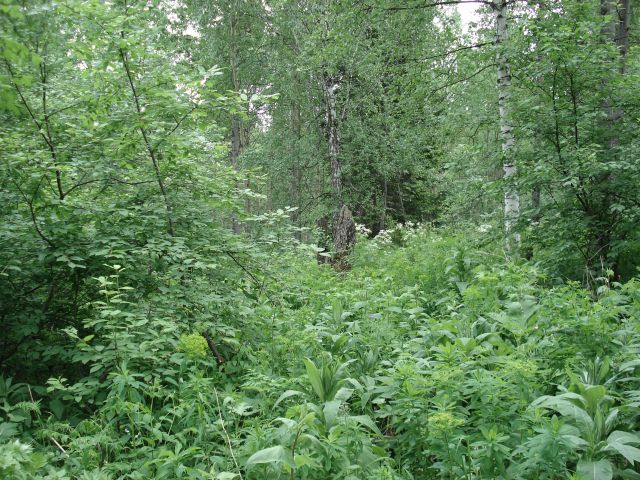 Zdjęcia: rezerwat Krasnojarskie Stołby, Krasnojarsk, Syberia, Ścieżka w tajdze, ROSJA Zdjęcia: rezerwat Krasnojarskie Stołby, Krasnojarsk, Syberia, Ścieżka w tajdze, ROSJA
