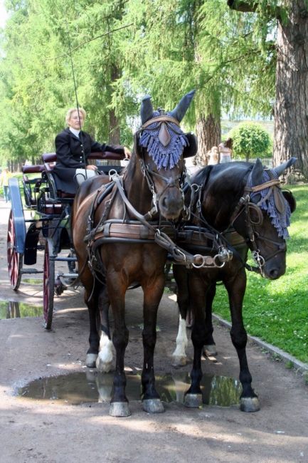 Zdjęcia: CARSKIE SIOŁO. Ogrody., Konie czekają i na przejażdżkę zapraszają., ROSJA Zdjęcia: CARSKIE SIOŁO. Ogrody., Konie czekają i na przejażdżkę zapraszają., ROSJA