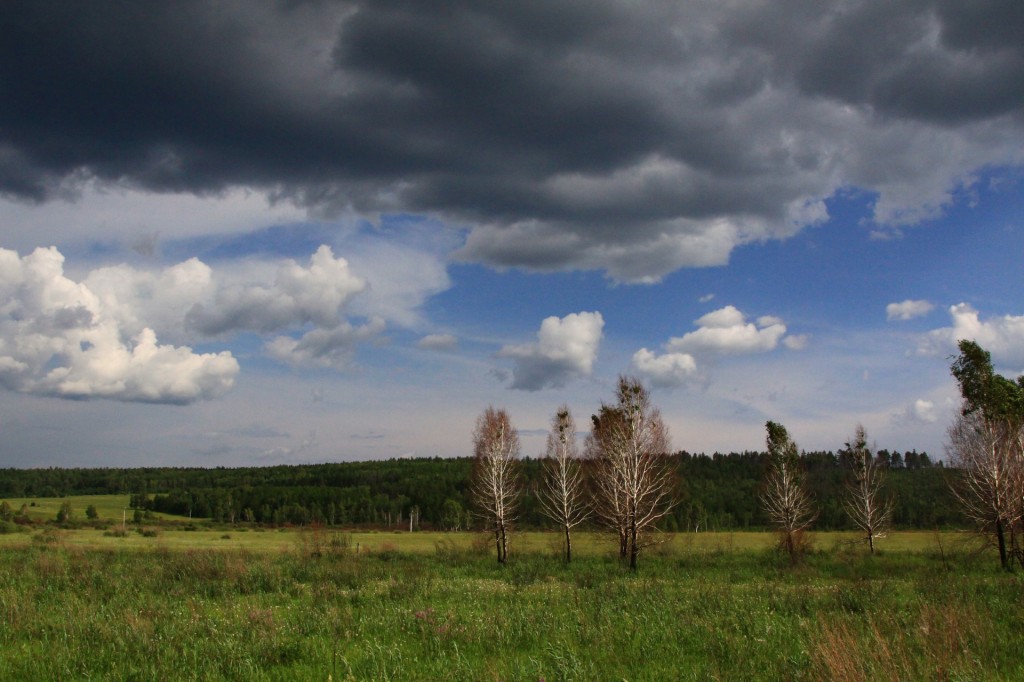Zdjęcia: w drodze, -ok. Czelabinska, Bieriozki na bagnach, ROSJA Zdjęcia: w drodze, -ok. Czelabinska, Bieriozki na bagnach, ROSJA