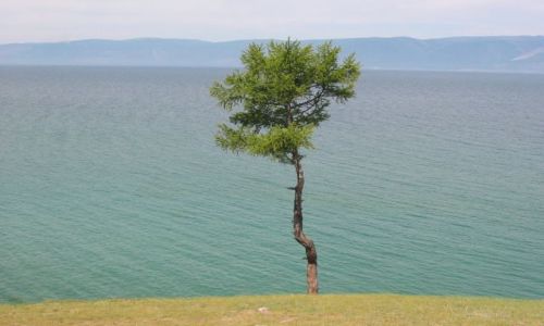 Zdjecie ROSJA / Zabajkale / Olchon / Samotna sosna