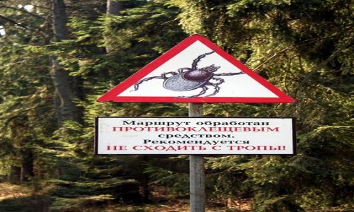 Zdjcie ROSJA / Obwd Kaliningradzki / Lesnoj / Uwaga na kleszcze