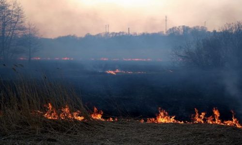 Zdjęcie ROSJA / Obwód Kaliningradzki / Priomorsk / Wypalanie traw