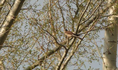 Zdjęcie ROSJA / Irkuck / drzewko na osiedlu / Rosyjska pustułka