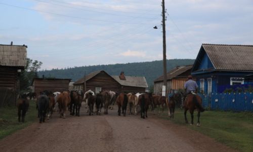Zdjcie ROSJA / Obwd irkucki / Wierszyna / W drodze na popas