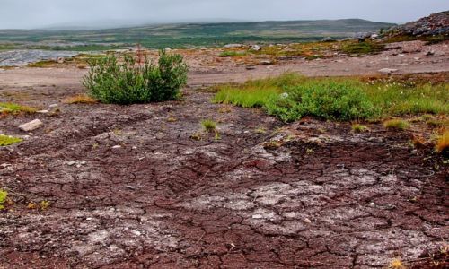 Zdjęcie ROSJA / płn-zach Rosja / ok. M. Barentsa / Suche lato w tundrze...