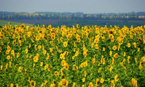 Zdj�cie ROSJA / Rossosh / Rossosh / S�oneczniki 