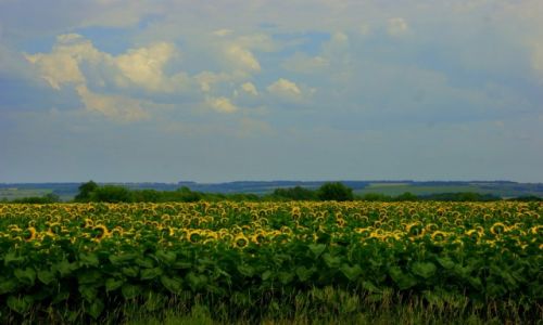 Zdj�cie ROSJA / Rossosh / Rossosh / Pole-pole