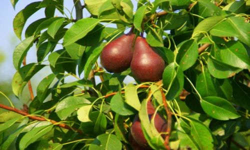 Zdjęcie ROSJA / Rostow  nad  Donem / Rostow  nad  Donem / Grusza
