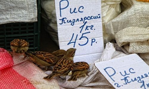 Zdjcie ROSJA / pn. Kaukaz / Derbent / Czy ry Kizliarski jest lepszy?