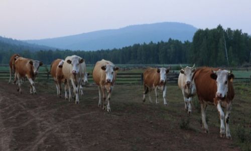Zdjecie ROSJA / Irkuck / Wierszyna  / Pora wraca
