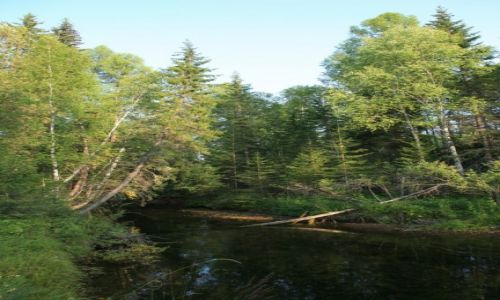 Zdjęcie ROSJA / Irkuck / Rzeka Lena / Tajga