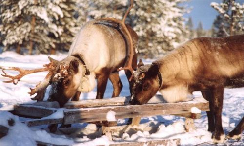 Zdjęcie ROSJA / Półwysep Kolski / tundra, okolice Lovozero / renifery