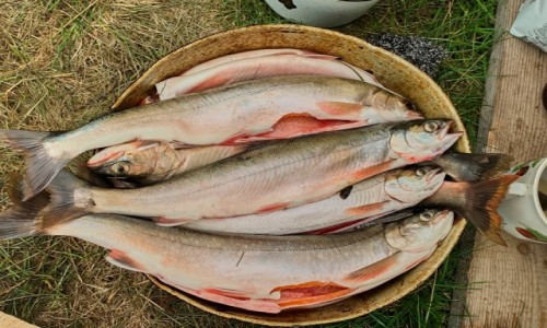 Zdjecie ROSJA / Jakucja ( republika Sacha ) / Gry Czerskiego pasmo Momskie / jakuckie sushi