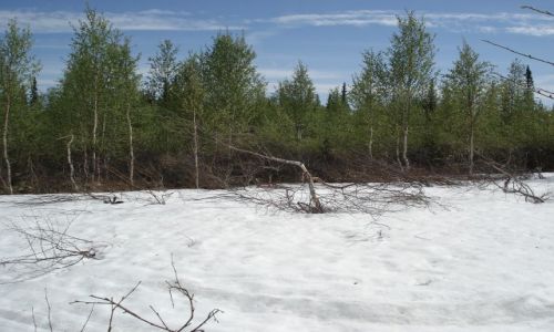 Zdjęcie ROSJA / Republika Komi / Park Narodowy Yugyd-Va / Śnieg w czerwcu