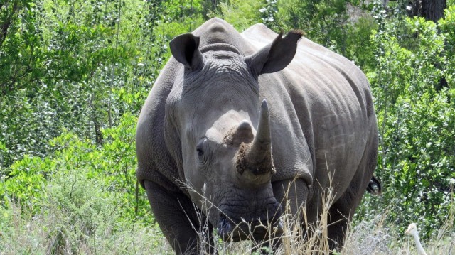 Zdj cia: Dinokeng Game Reserve, Nosoroec biay, RPA