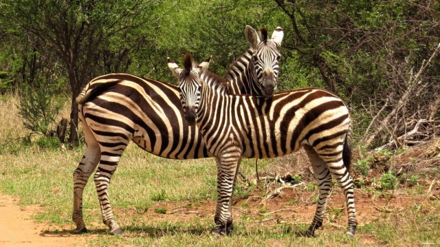 Zdj cia: Dinokeng Game Reserve, Zebry stepowe, RPA