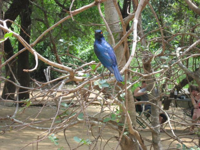 Zdjęcia: park Krugera, Kruger NP, Taki jestem piękny, RPA Zdjęcia: park Krugera, Kruger NP, Taki jestem piękny, RPA