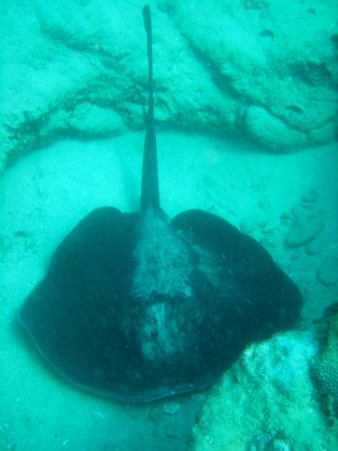 Zdjęcia: Sodwana Bay, Kwazulu-Natal, Elephant Coast, ostrzeżenie, RPA Zdjęcia: Sodwana Bay, Kwazulu-Natal, Elephant Coast, ostrzeżenie, RPA