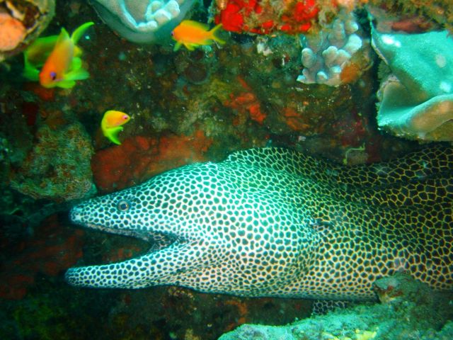 Zdjęcia: Sodwana Bay, Kwazulu-Natal, Elephant Coast, podwodny świat, RPA Zdjęcia: Sodwana Bay, Kwazulu-Natal, Elephant Coast, podwodny świat, RPA