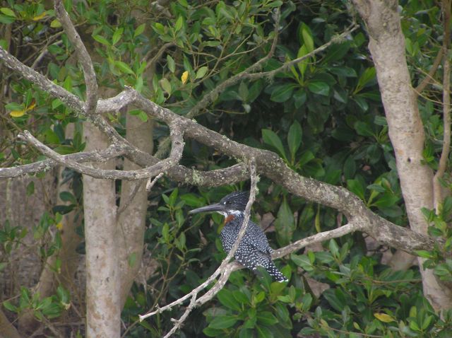 Zdjęcia: Estuarium St Lucia, King Fisher, RPA Zdjęcia: Estuarium St Lucia, King Fisher, RPA