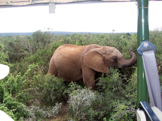 Zdjęcia: Addo National Park, w pobliżu Knysny, bliskie spotkania!, RPA Zdjęcia: Addo National Park, w pobliżu Knysny, bliskie spotkania!, RPA