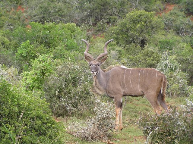 Zdjęcia: Addo National Park, w pobliżu Knysny, antylopa Kudu, RPA Zdjęcia: Addo National Park, w pobliżu Knysny, antylopa Kudu, RPA