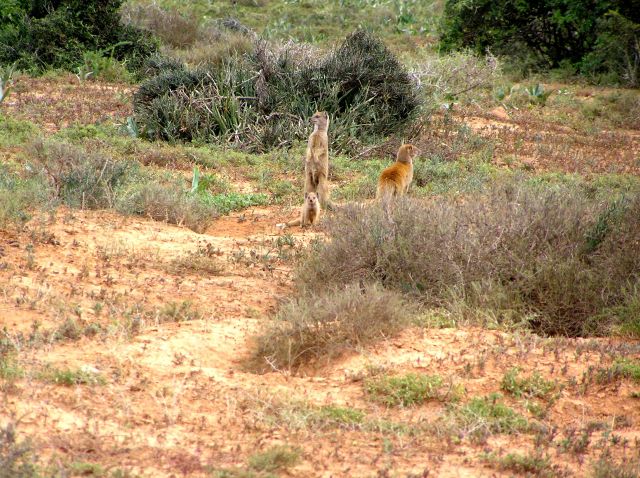 Zdjęcia: Addo National Park, w pobliżu Knysny, Mangusty żółte, RPA Zdjęcia: Addo National Park, w pobliżu Knysny, Mangusty żółte, RPA
