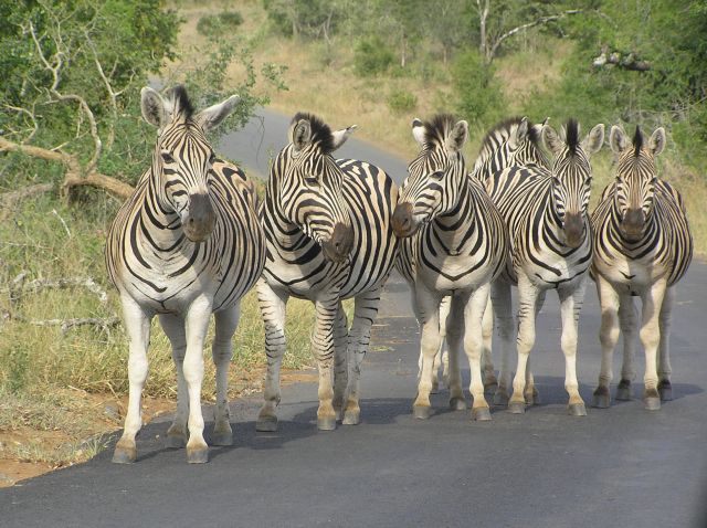 Zdjęcia: Hlu-Hluwe National Park, w pobliżu St Lucia, Zebry, RPA Zdjęcia: Hlu-Hluwe National Park, w pobliżu St Lucia, Zebry, RPA