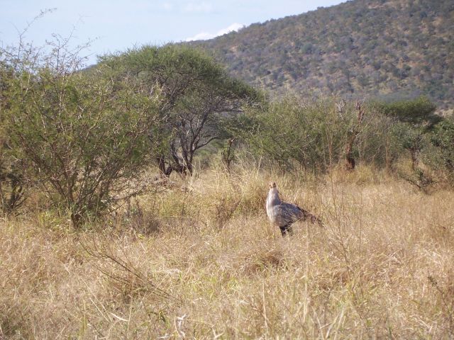 Zdjęcia: Kruger National Park, ptak sekretarz, RPA Zdjęcia: Kruger National Park, ptak sekretarz, RPA