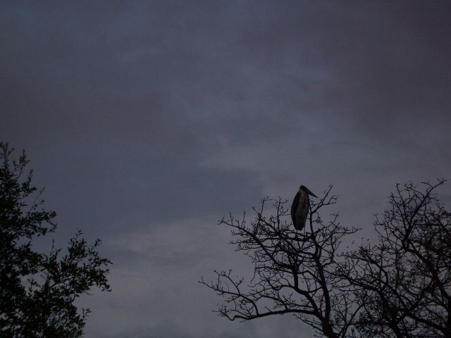 Zdjęcia: Kruger National Park, Bocian marabuci, RPA Zdjęcia: Kruger National Park, Bocian marabuci, RPA
