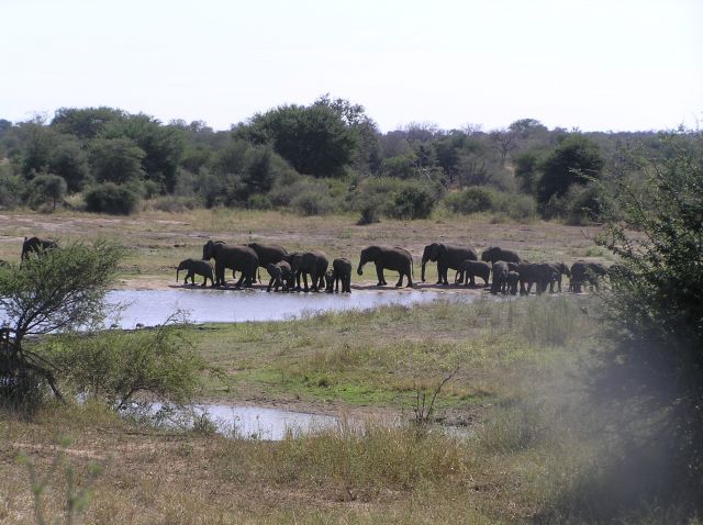 Zdjęcia: Kruger National Park, u wodopoju, RPA Zdjęcia: Kruger National Park, u wodopoju, RPA