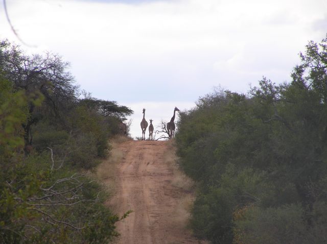 Zdjęcia: Kruger National Park, Rodzinka, RPA Zdjęcia: Kruger National Park, Rodzinka, RPA