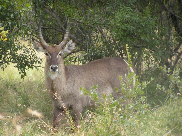 Zdjęcia: Kruger National Park, Waterbuck - Kob, RPA Zdjęcia: Kruger National Park, Waterbuck - Kob, RPA