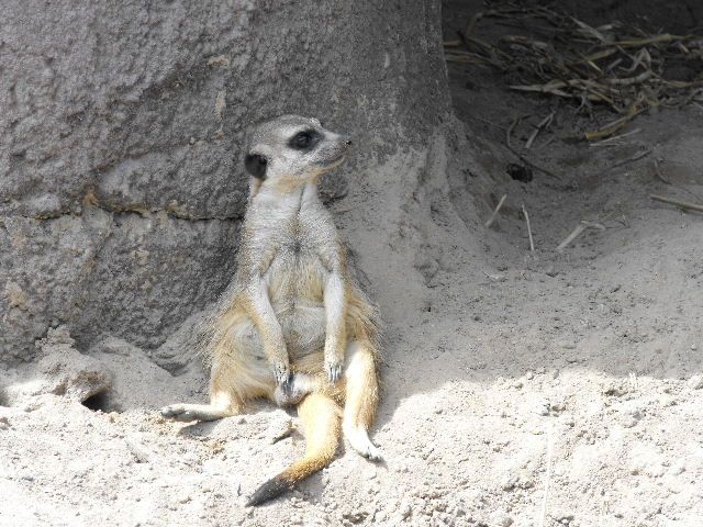 Zdjęcia: safarii, polud.i centr.Afryka, zasluzony odpoczynek, RPA Zdjęcia: safarii, polud.i centr.Afryka, zasluzony odpoczynek, RPA